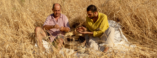 Tommaso e Giovanni Carone nei campi di grano Khorasan
